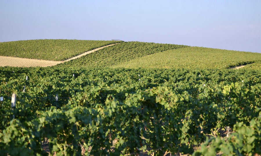 Tenute Botticella: qualità, innovazione e sostenibilità - Vinicitor sapiens